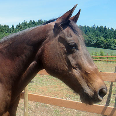 buster_horses-of-hope