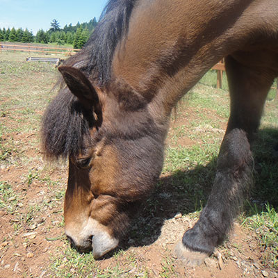 nupur_horses-of-hope