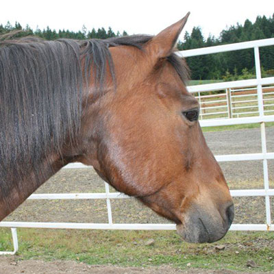 riff_horses-of-hope