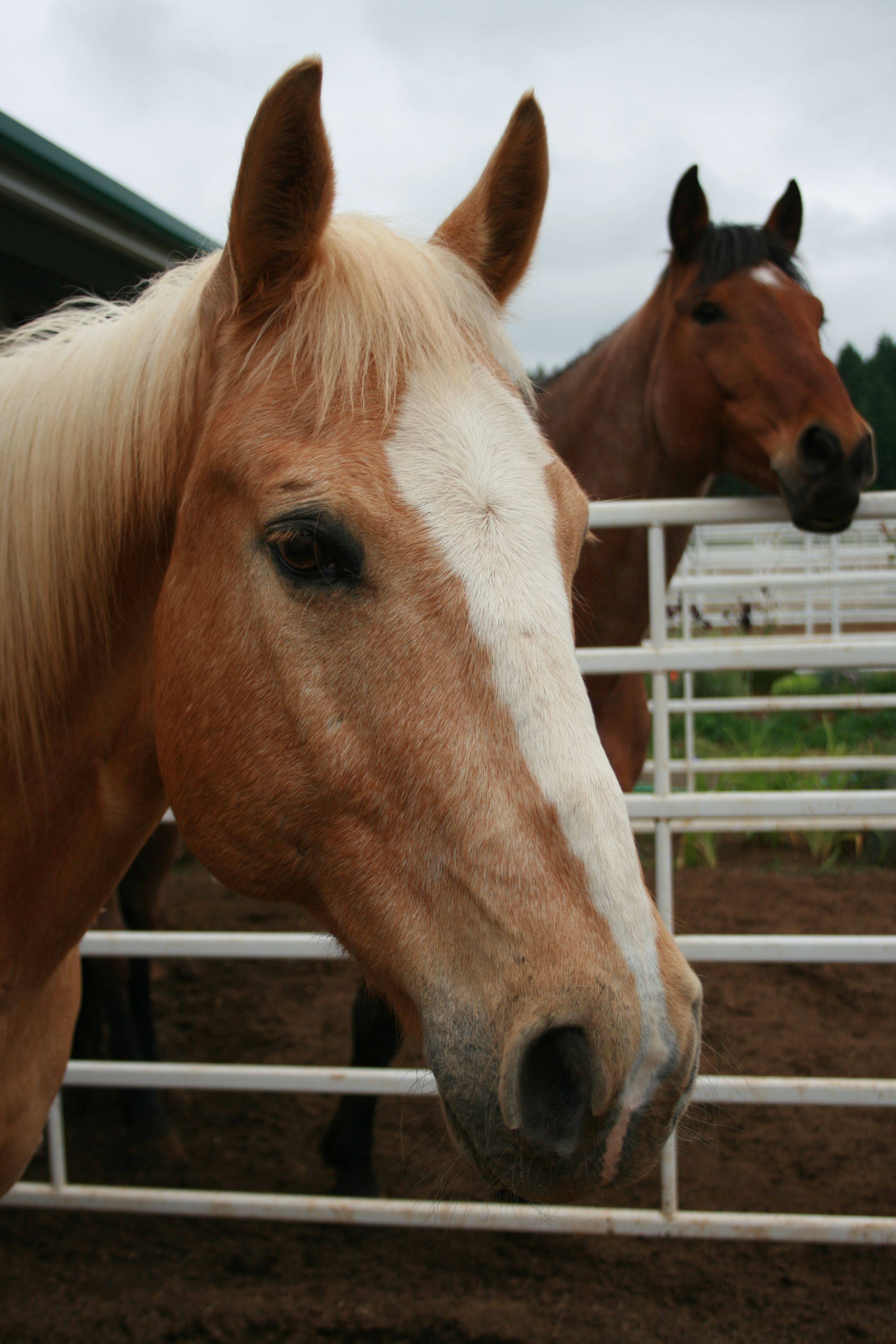 skip_horses-of-hope
