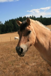 Steila head shot