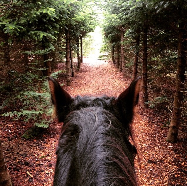 Trail over horse view